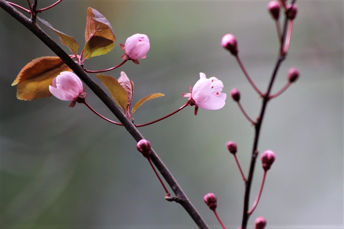 梅の花