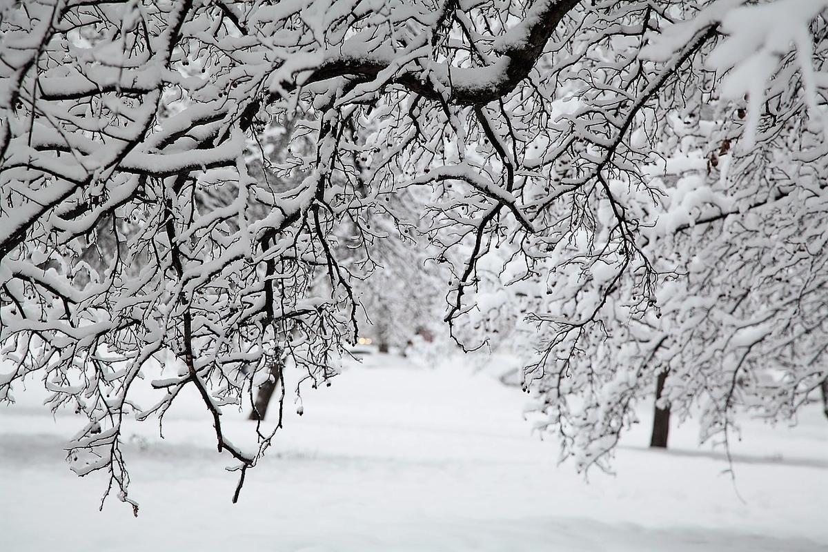 雪化粧