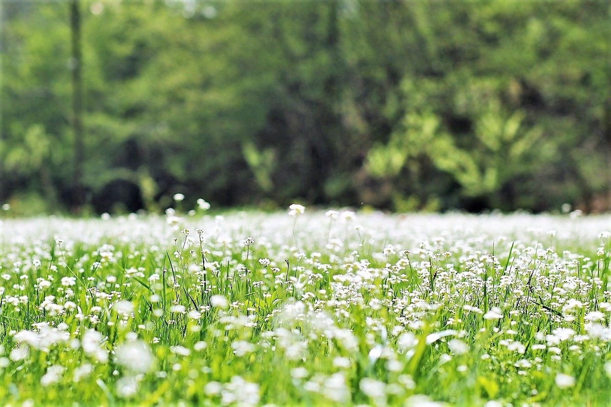 春の花