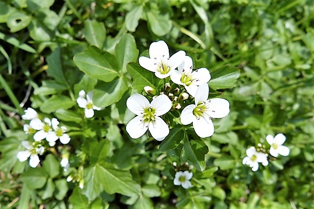 クレソンの花 クレソンの花