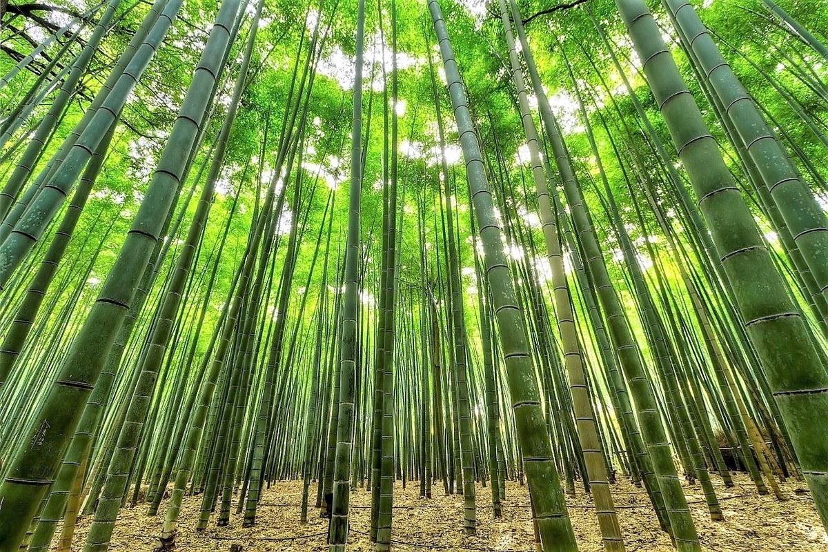竹林 竹林