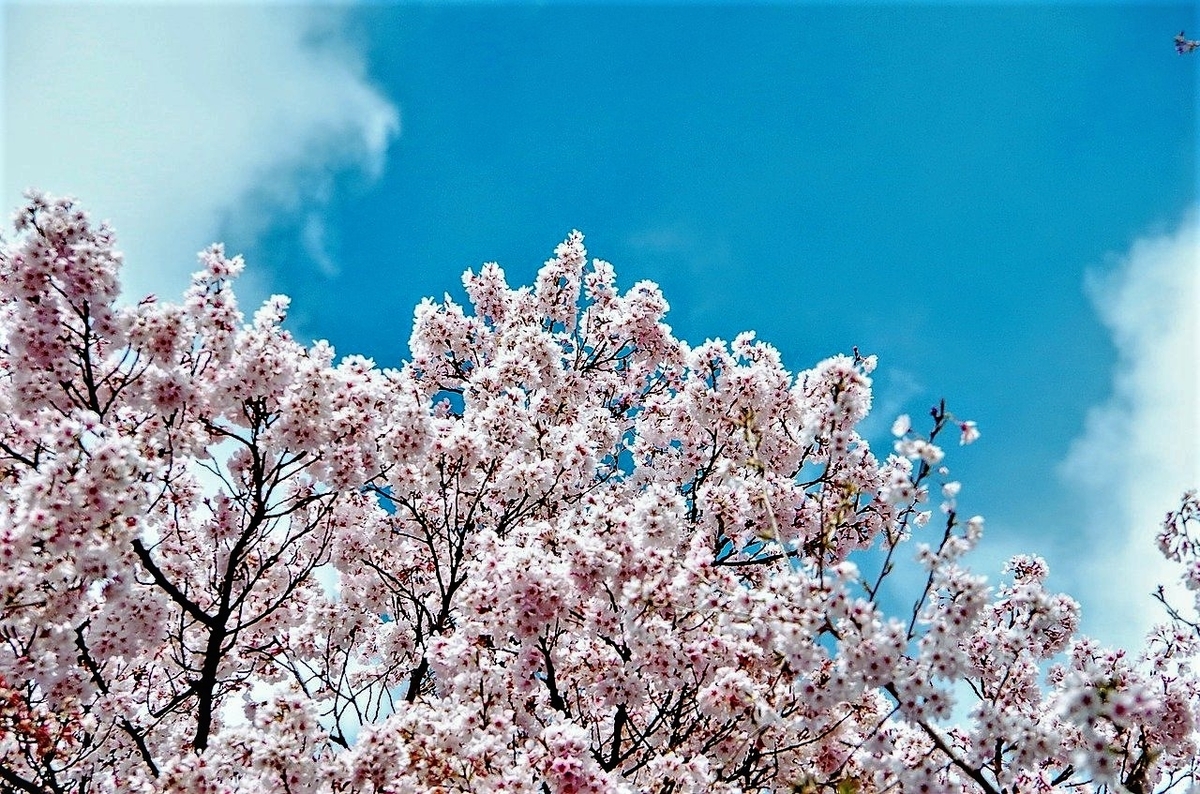 お花見 お花見