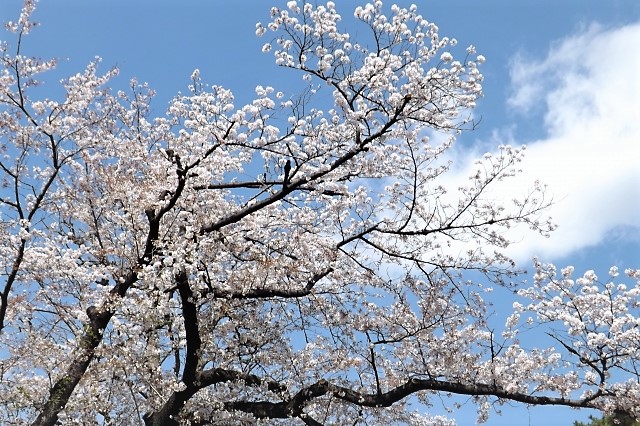 お花見