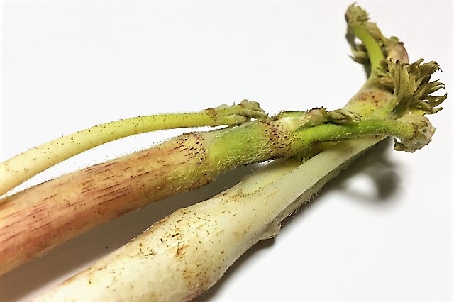ウド ウド