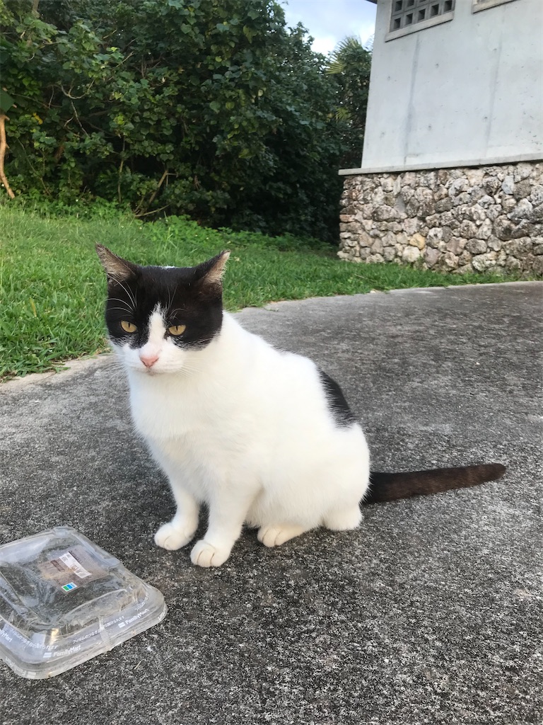 f:id:rarunene:20191229193448j:image