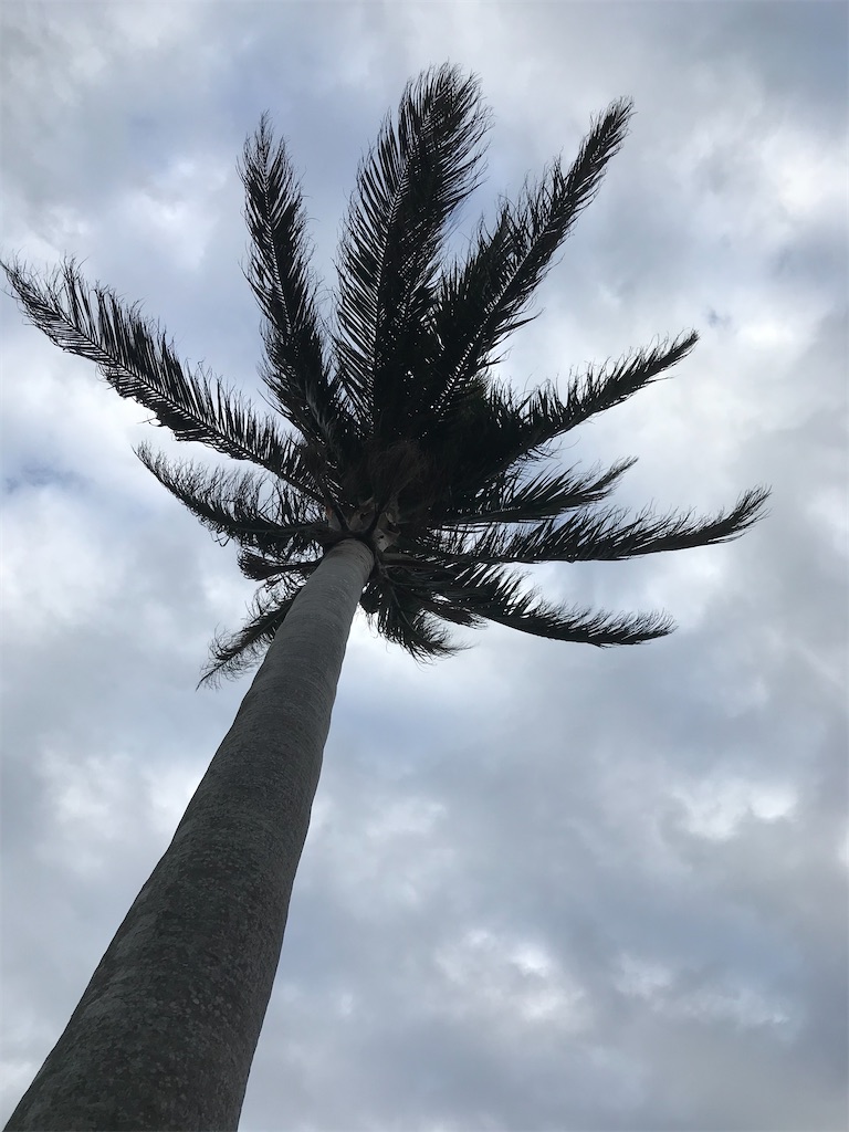 f:id:rarunene:20191229195235j:image