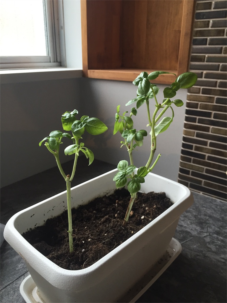 f:id:rascal0403:20161030225114j:image