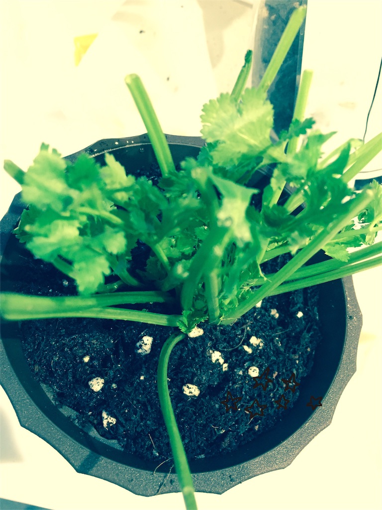 f:id:rascal0403:20161224013206j:image