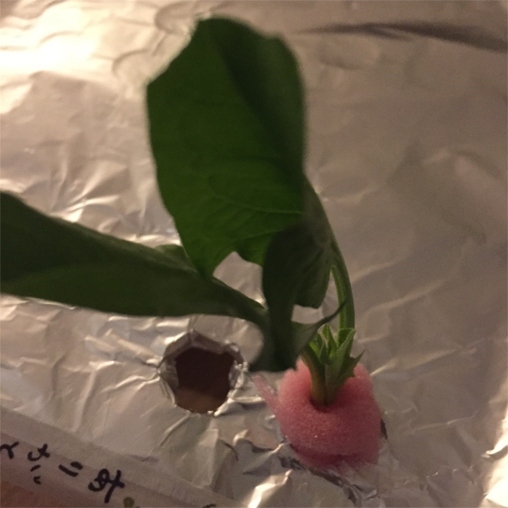 f:id:rascal0403:20170109203457j:image