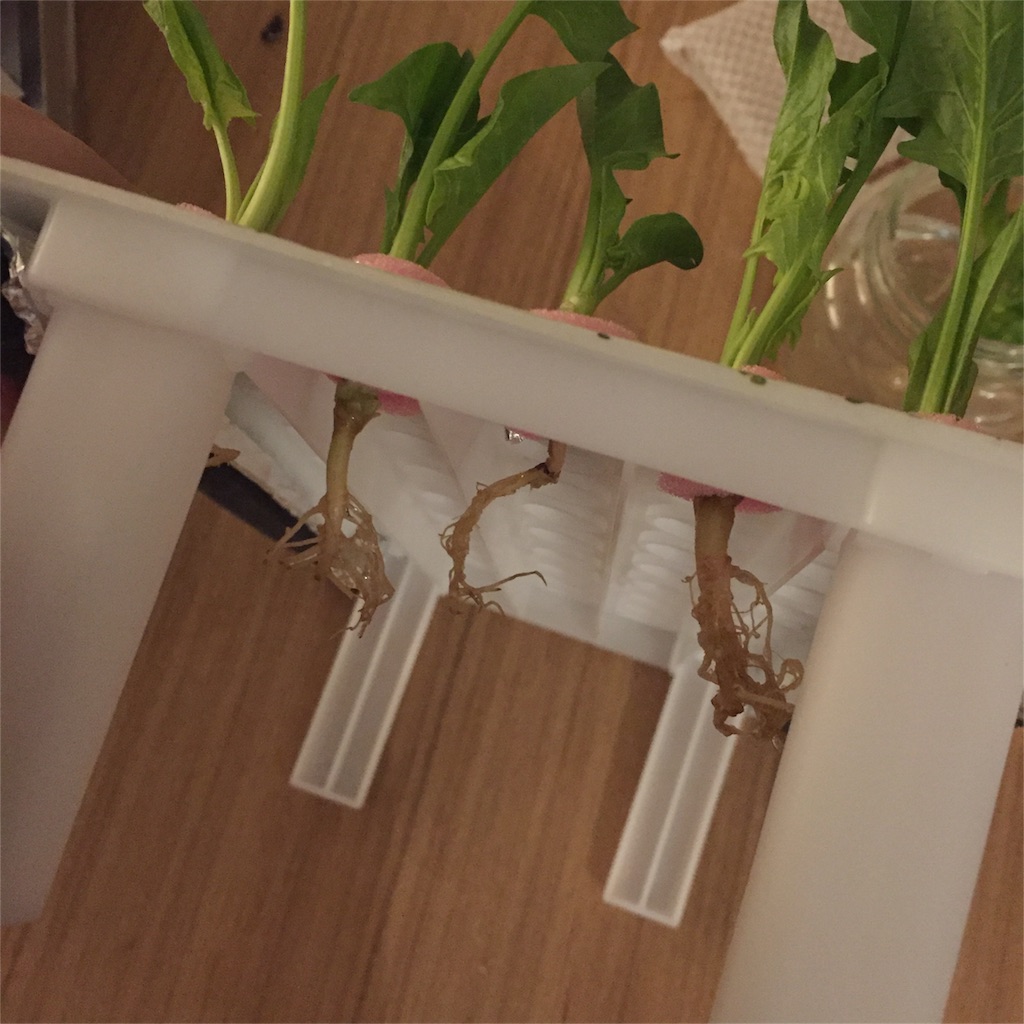 f:id:rascal0403:20170109203538j:image