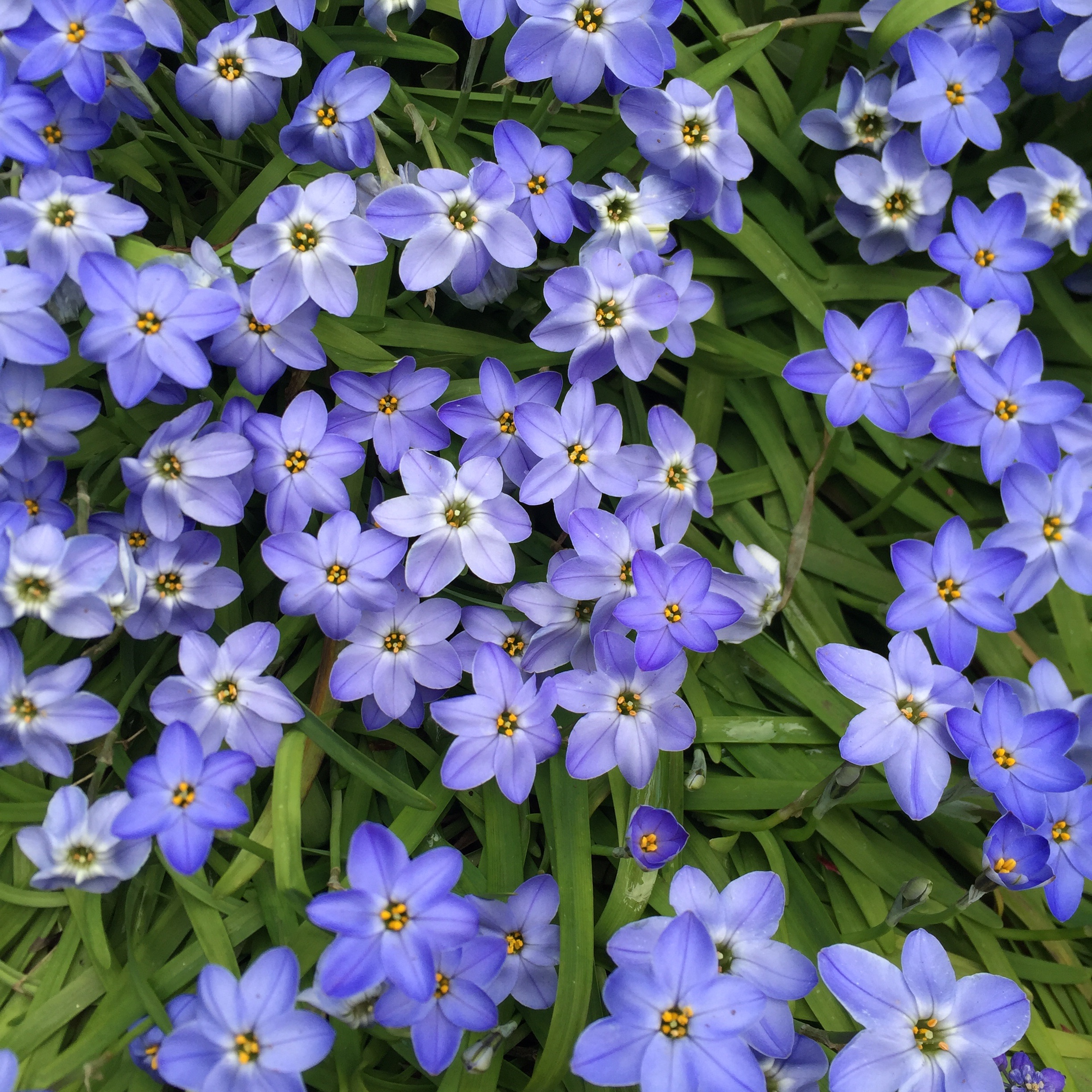 f:id:rashinzu:20200402144113j:image