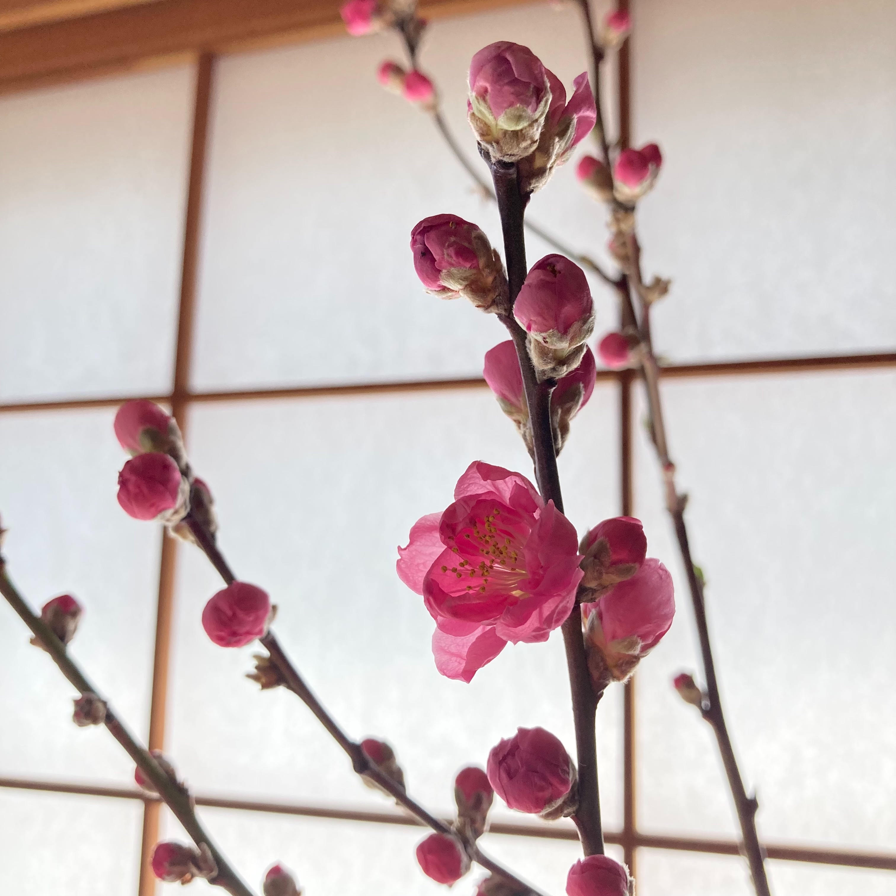 f:id:rashinzu:20220309084817j:image