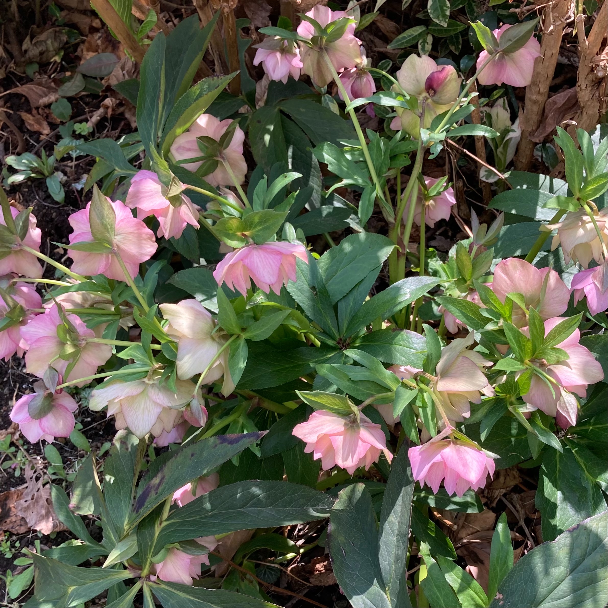 f:id:rashinzu:20230315193045j:image