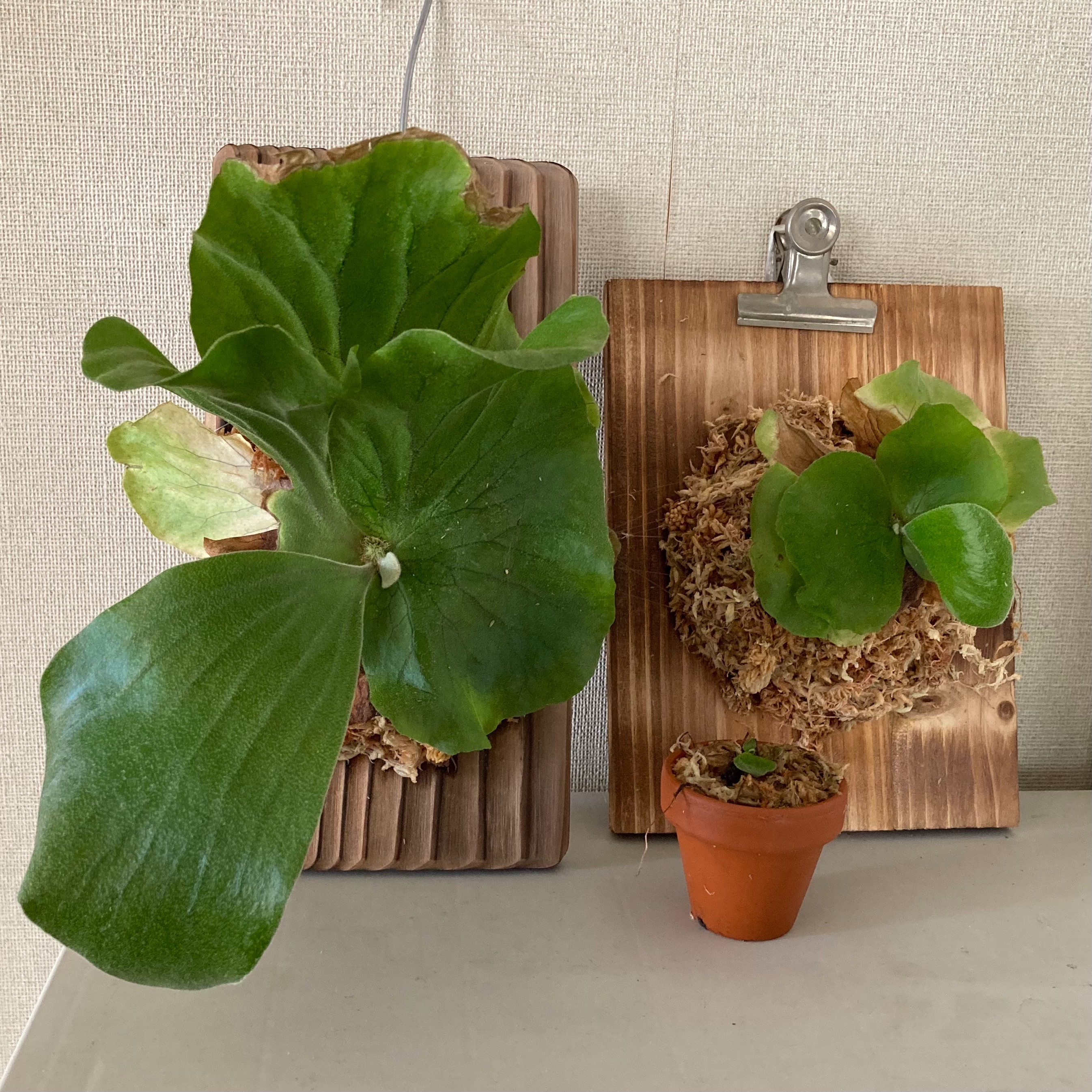 f:id:rashinzu:20240408074518j:image f:id:rashinzu:20240408074518j:image