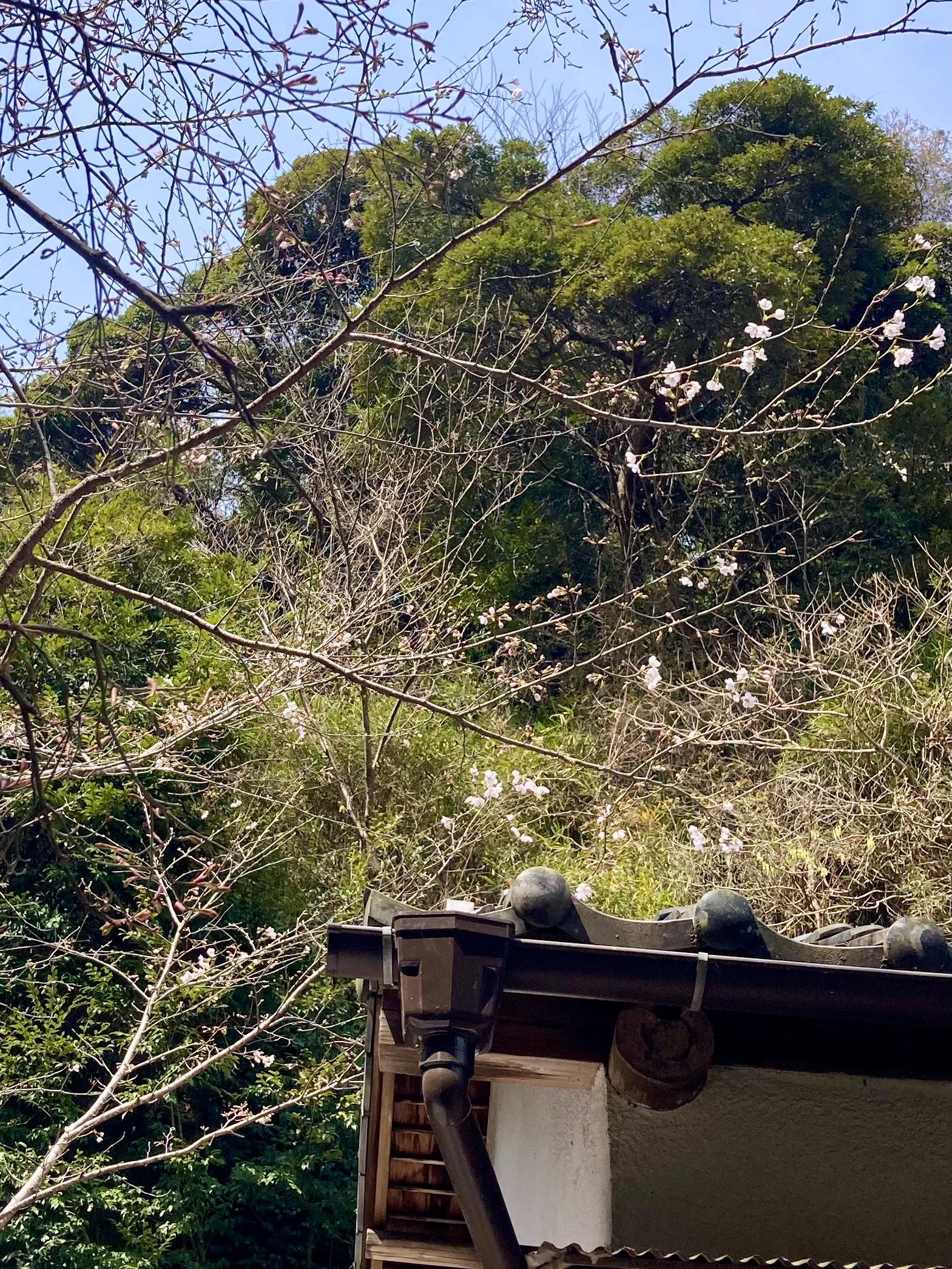 f:id:rashinzu:20260323101201j:image