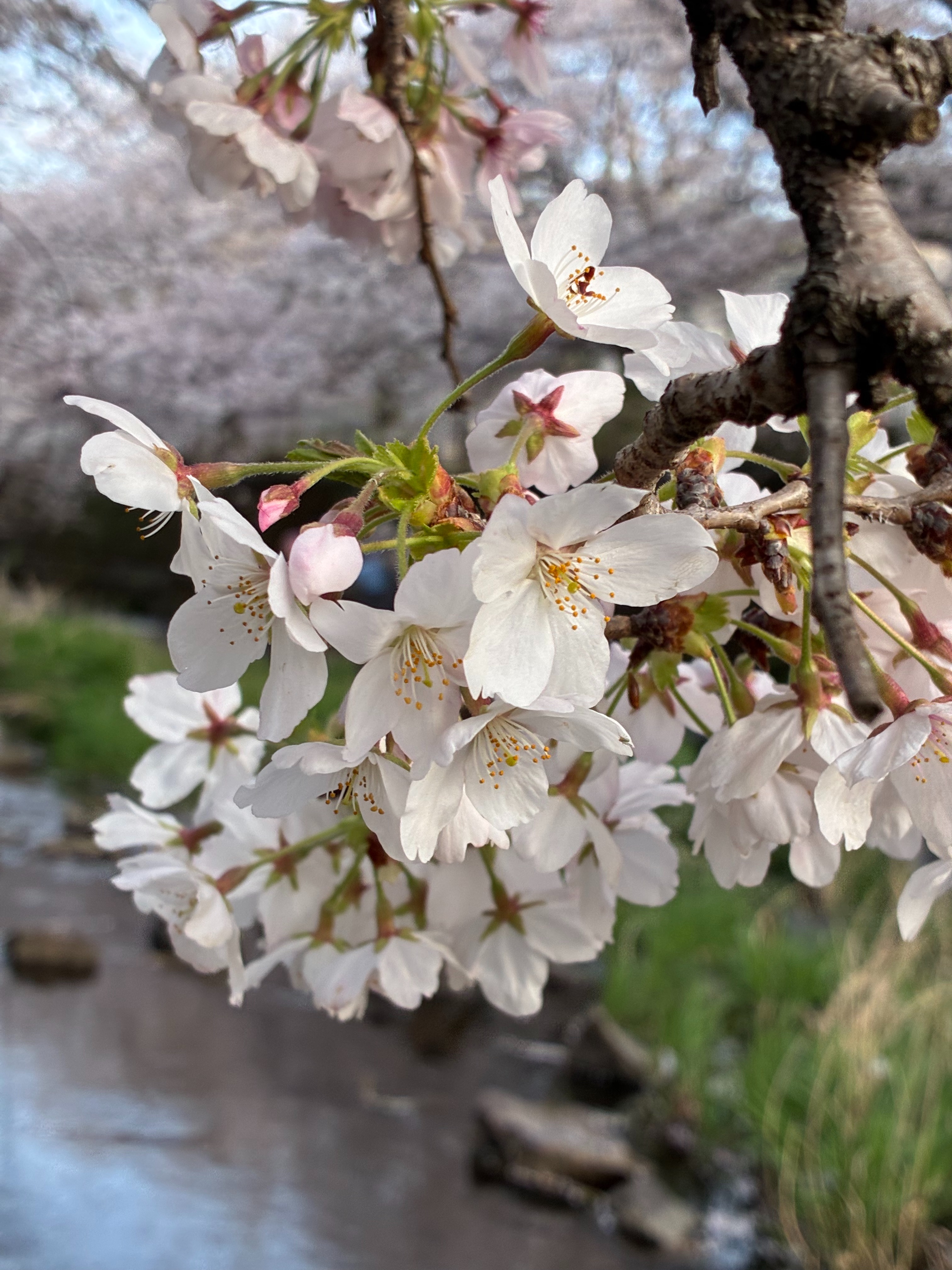 f:id:rashinzu:20260403230425j:image