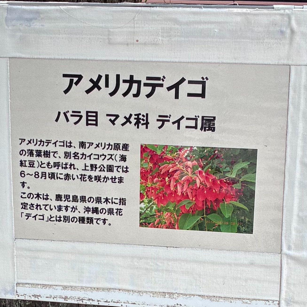 f:id:rashinzu:20260607182659j:image