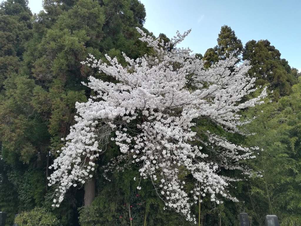 f:id:rasinban2:20180827224431j:plain