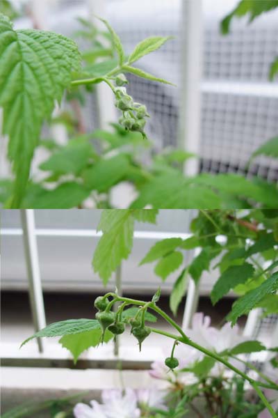 地植えファールゴールド 検証！ ラズベリー栽培日誌