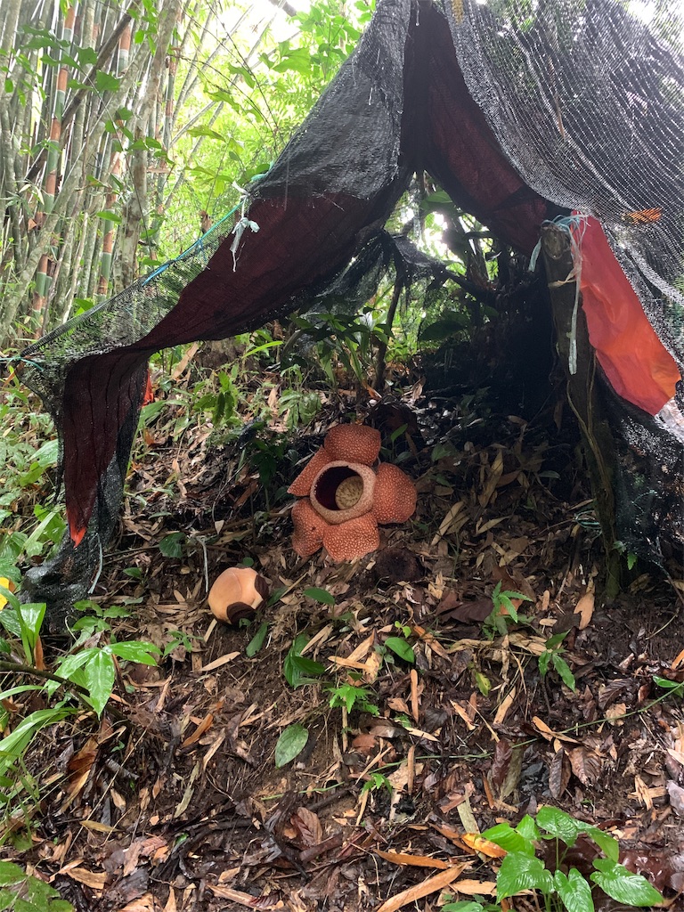 f:id:rastaichi2:20200101185834j:image