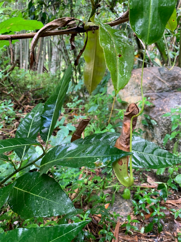 f:id:rastaichi2:20200101190250j:image