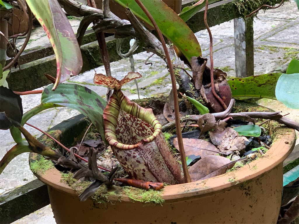 f:id:rastaichi2:20200101190426j:image