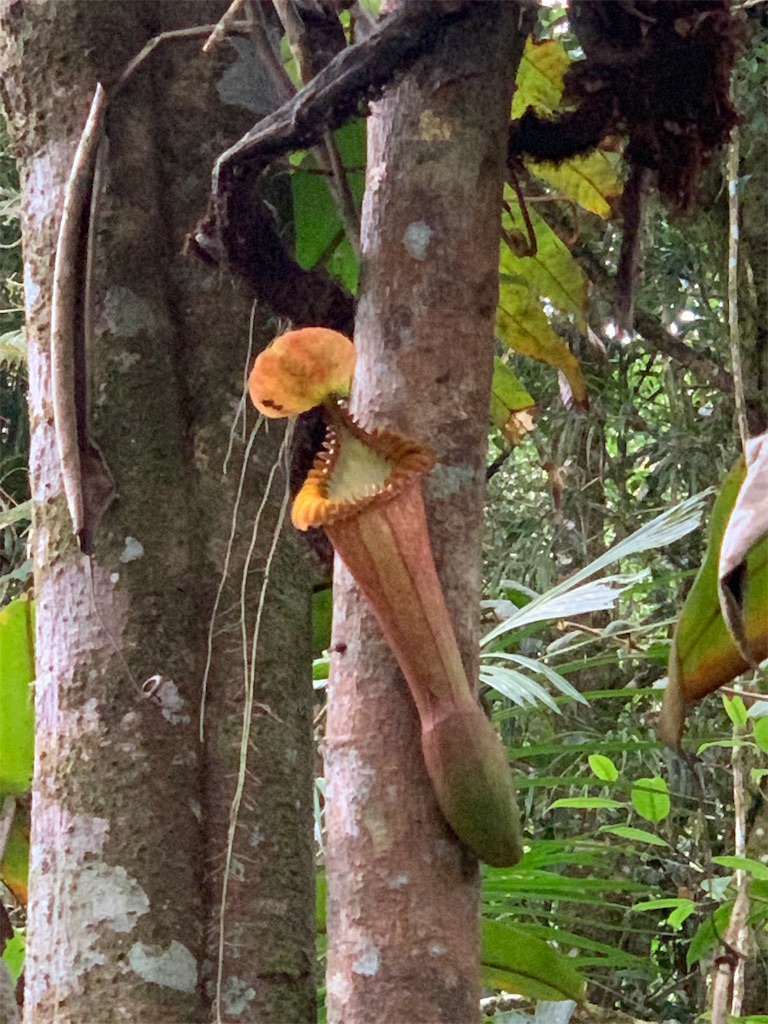 f:id:rastaichi2:20200101190440j:image