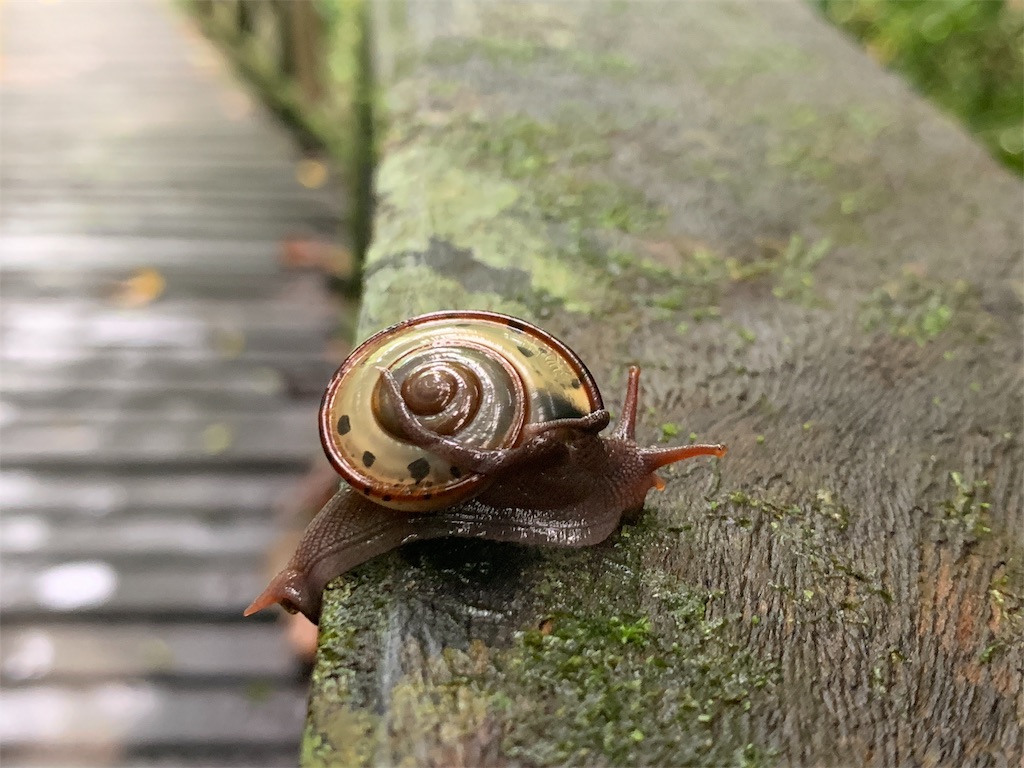 f:id:rastaichi2:20200101191212j:image