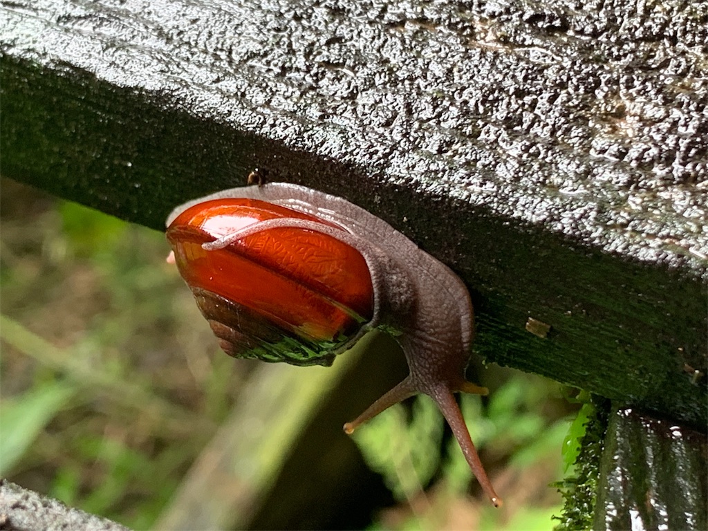 f:id:rastaichi2:20200101191235j:image