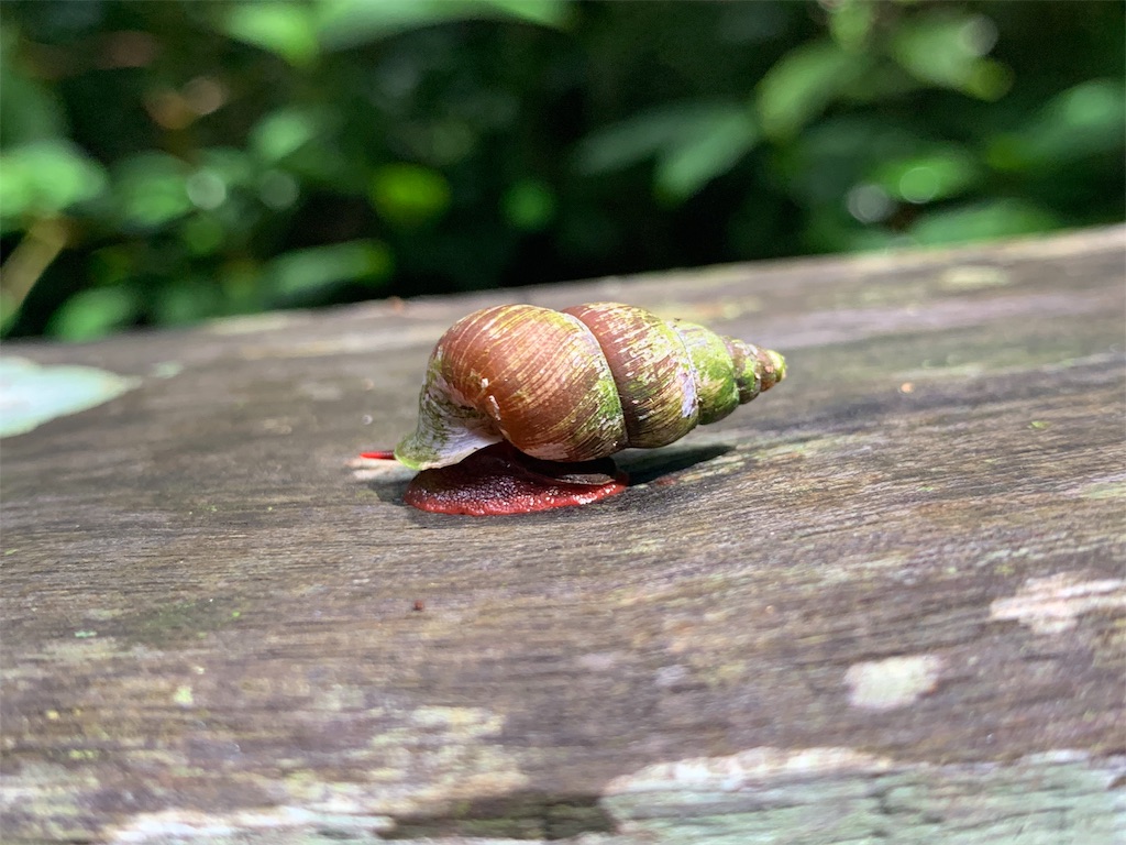 f:id:rastaichi2:20200101191250j:image