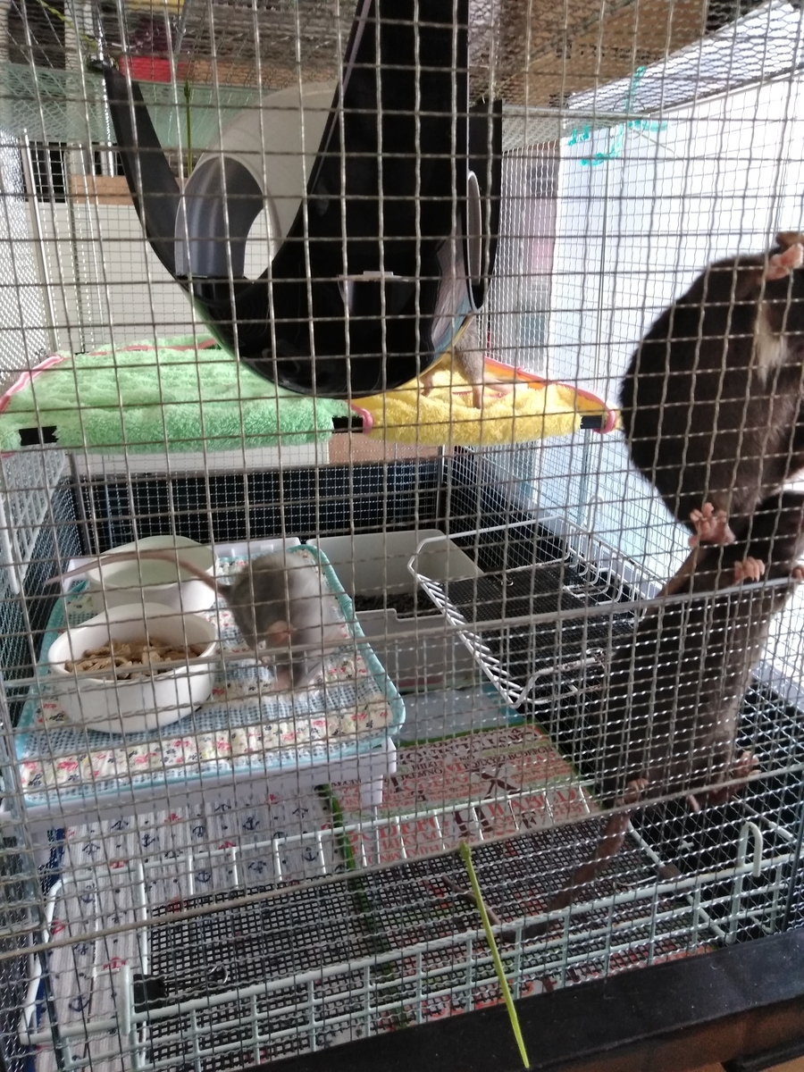 f:id:ratnikki:20191012153930j:plain f:id:ratnikki:20191012153930j:plain