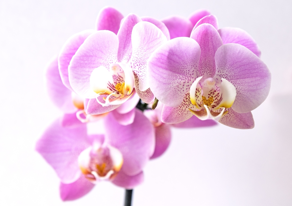 f:id:raulabox:20190314185905j:plain f:id:raulabox:20190314185905j:plain