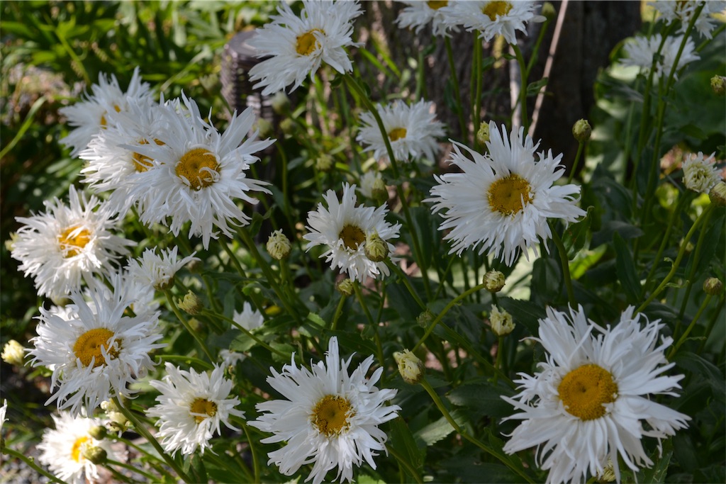f:id:raulabox:20190711193757j:plain f:id:raulabox:20190711193757j:plain