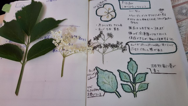 f:id:raulabox:20200712071211j:plain f:id:raulabox:20200712071211j:plain
