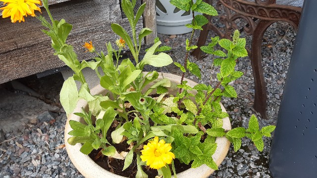 f:id:raulabox:20200802234823j:plain 鉢植えで育つミントの画像