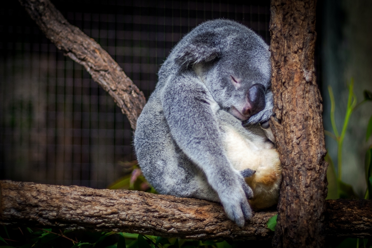 コアラが眠っている画像