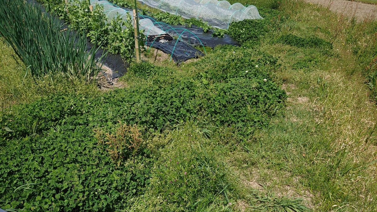 f:id:raviede75:20220417230550j:plain