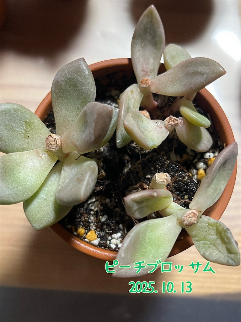 ピーチブロッサム - 夏顔📕私のための多肉図鑑📕紅葉