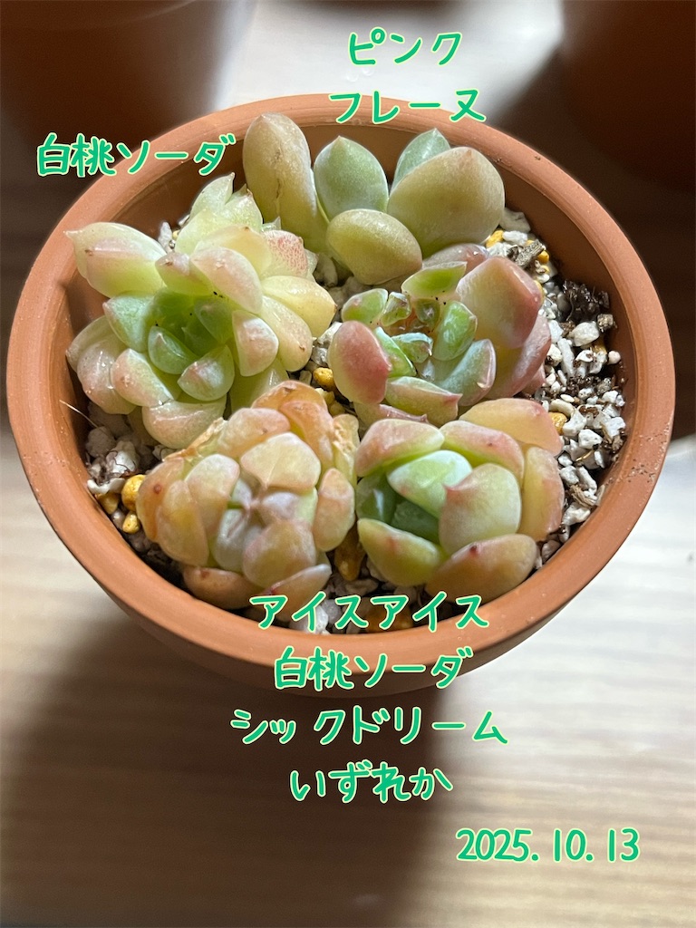 f:id:ray-ark:20251105232733j:image