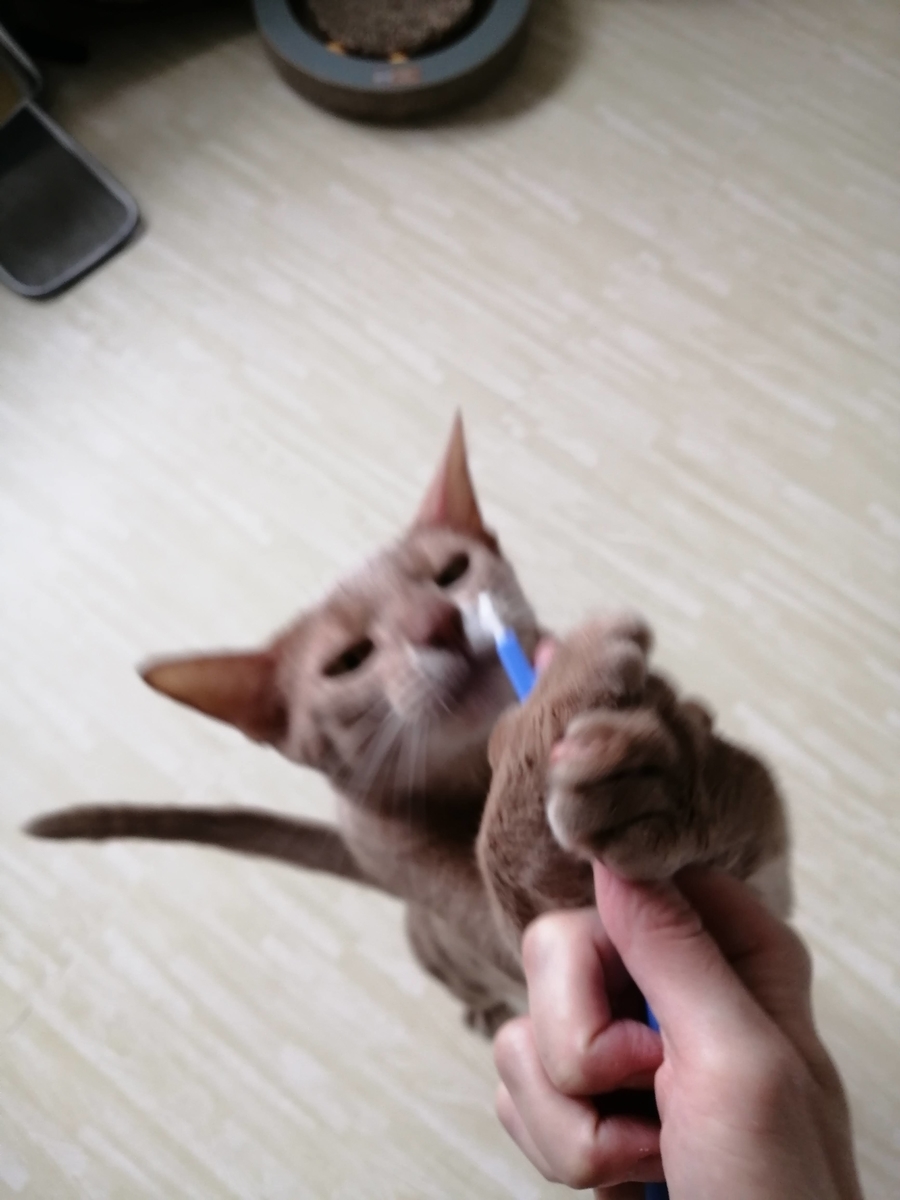 f:id:ray-koo:20200929104258j:plain