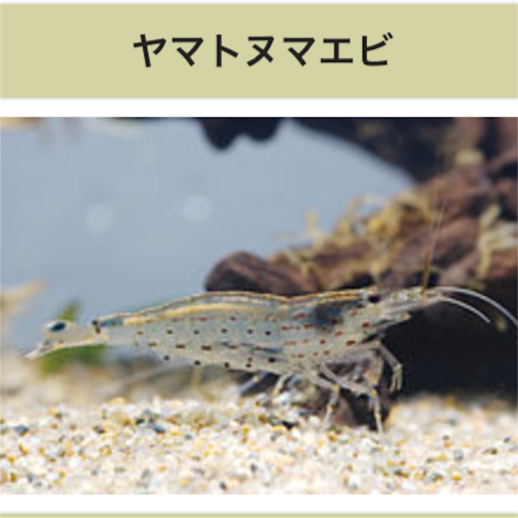 空気ポンプ無し ヒーター無しで飼えるお魚 マルチアレルギーの息子と過ごす幸せな日々