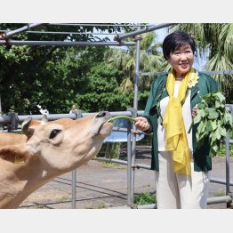百合子が&ldquo;ユリコ&rdquo;に（八丈島で「ゆーゆー牧場」を視察する小池百合子都知事）／（Ｃ）日刊ゲンダイ