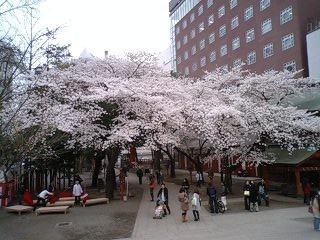 個別 花園神社 桜 の写真 画像 日常 日記的な 画像置き場 個別 花園神社 桜 の写真 画像 日常 日記的な 画像置き場