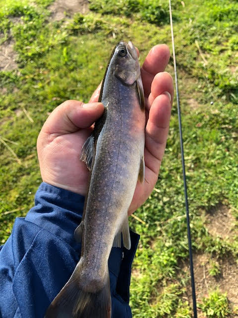 f:id:rcenci:20190622210459j:plain