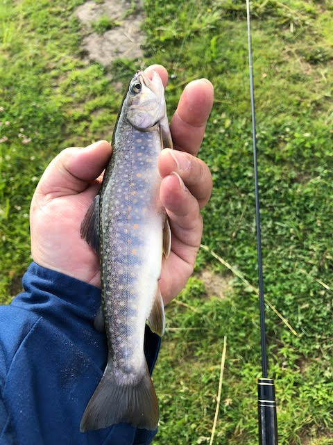 f:id:rcenci:20190622210511j:plain