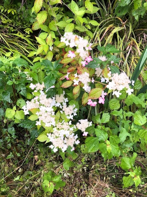 f:id:rcenci:20190720222058j:plain f:id:rcenci:20190720222058j:plain