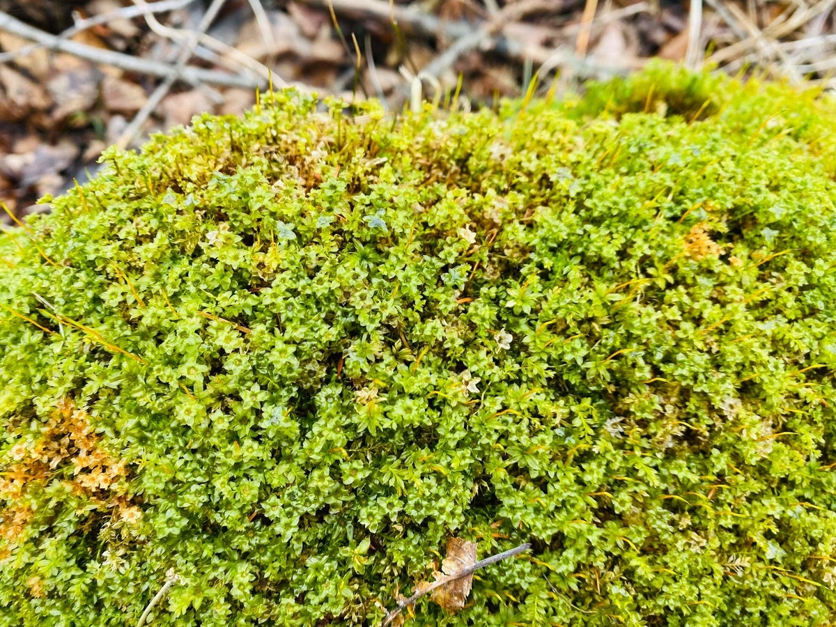 f:id:rcenci:20210313110434j:plain