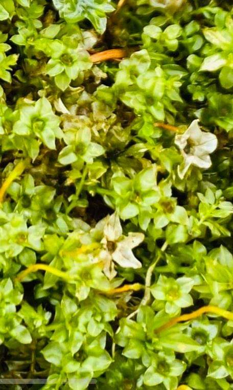 f:id:rcenci:20210313110454j:plain