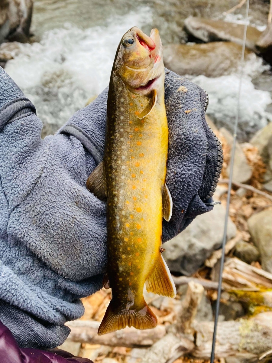 f:id:rcenci:20210313110629j:plain