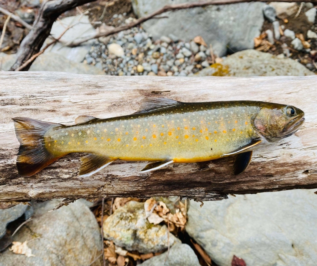 f:id:rcenci:20210313110649j:plain